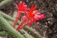 cactus-cactaceae-362203.jpg