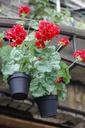 flowerpot-hortensia-red-1029600.jpg