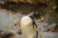 penguins-animal-zoo-animal-world-1286038.jpg