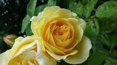 yellow-rose-flora-rose-flower-1042837.jpg