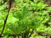 green-ferns-nature-plants-sheet-452752.jpg