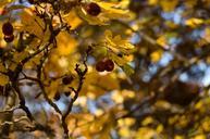 berries-red-autumn-nature-forest-1040841.jpg