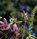 magnolia-flower-magnolia-flower-741535.jpg