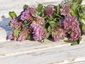 red-clover-grassland-plants-1589448.jpg