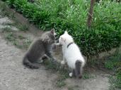 cats-kittens-pets-playing-kittens-1682614.jpg