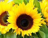 sunflowers-yellow-flower-summer-944315.jpg