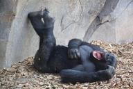 mono-primate-nice-chimpanzee-1327661.jpg