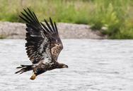 golden-eagle-flight-flying-bird-882404.jpg