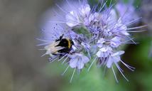 bee-pollen-nectar-blue-flower-288099.jpg