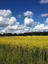 summer-sweden-yellow-fields-canola-423241.jpg