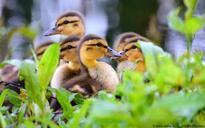 mallard-chicks-ducks-wildlife-959309.jpg