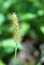 greater-plantain-grassland-plants-1688622.jpg