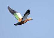 bif-bird-flight-ruddy-shelduck-682779.jpg