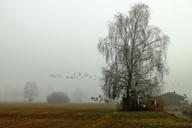 flock-of-birds-landscape-fog-haze-227887.jpg