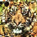 tiger-zoo-abstract-cat-predator-1340039.jpg