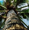 coconut-tree-palm-coconuts-232424.jpg