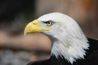 bald-eagle-eagle-raptor-eagles-fly-140793.jpg