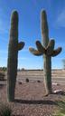 saguaro-desert-plants-cactus-1267939.jpg