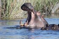 hippo-wild-animals-water-africa-895963.jpg