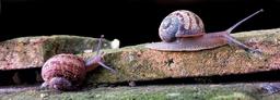 snail-gastropod-wall-race-animal-1290807.jpg