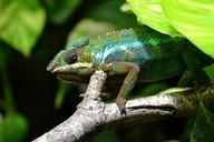 chameleon-lizard-multi-coloured-318648.jpg