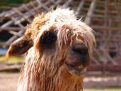 alpaca-lama-animal-furry-fluffy-43413.jpg