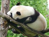 panda-china-wild-animal-bear-1483566.jpg