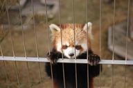 red-panda-zoo-cute-animals-368057.jpg