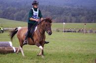 riding-games-obstacles-jumping-454199.jpg