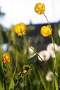 buttercup-dandelion-yellow-petals-337827.jpg