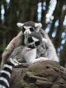 lemur-stripe-grey-zoo-australia-1206738.jpg