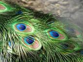 peacock-feathers-tail-plumage-545331.jpg