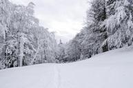 cold-december-forest-frost-frozen-1122721.jpg