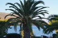 palm-datlov%C3%A1-palma-sea-tree-642455.jpg