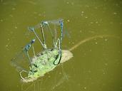 dragonfly-summer-water-nature-641537.jpg