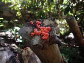 fungus-wood-garden-branch-dry-278229.jpg