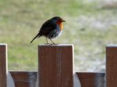 robin-spring-bird-birds-248068.jpg