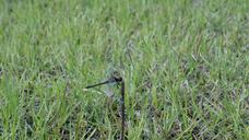 dragonfly-park-nature-grass-weeds-631166.jpg