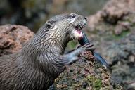 otter-eat-animals-zoo-1035342.jpg