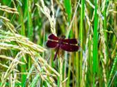 dragonfly-green-insect-bug-plant-537253.jpg