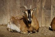 goat-farm-bock-billy-goat-horn-283995.jpg