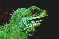 reptile-iguana-lizard-animal-606602.jpg