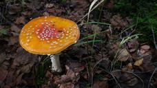 forest-mushrooms-moss-fliegenpilz-652845.jpg