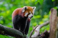 Red Panda (29118142854).jpg