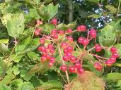 berries-red-snow-ball-autumn-bush-990757.jpg