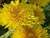 buttercup-dandelion-flowers-nature-738992.jpg