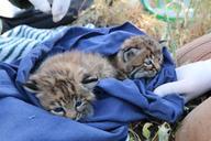 Bobcat_kittens_B326_and_B327.jpg