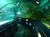 Aquarium Tunnels, Kelly Tarlton Aquarium.jpg