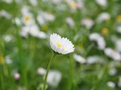 daisy-flower-blossom-bloom-white-1260743.jpg