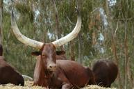 animals-buffalo-buffalo-batusi-toro-601728.jpg